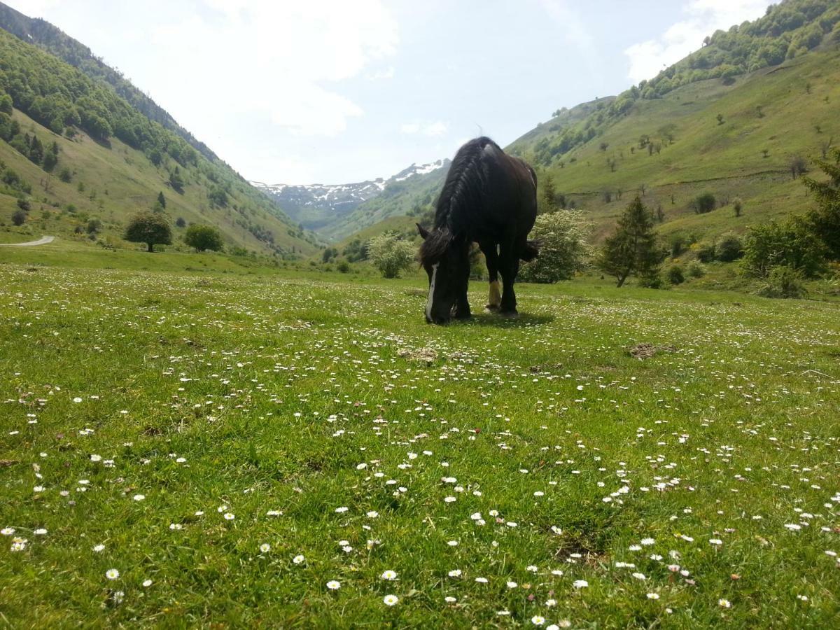 Gite De Montagne Du Plateau De Lhers- Accueil Randonneurs アクー エクステリア 写真